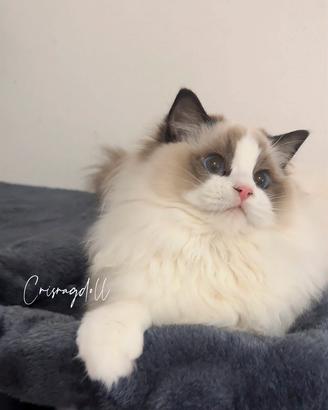 Cuccioli Ragdoll certificati