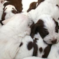 Disponibili Cuccioli di Spinone italiano