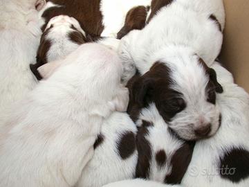 Disponibili Cuccioli di Spinone italiano