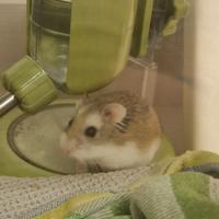 Adorabile criceto di 5 mesi