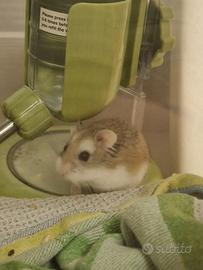 Adorabile criceto di 5 mesi
