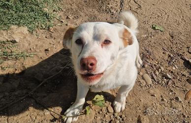 cuccioli di meticcio 