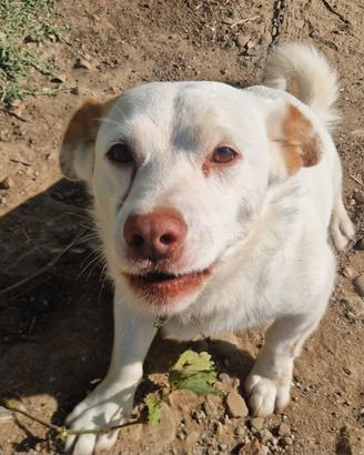 cuccioli di meticcio 
