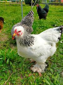 Galline ovaiole