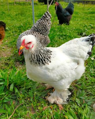 Galline ovaiole