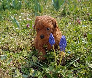 Cuccioli barboncino tutti i colori splendidi promo