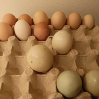 Uova di gallina anatra muta germanata veneta oca