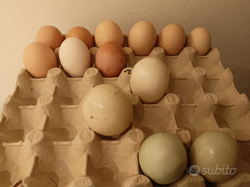 Uova di gallina anatra muta germanata veneta oca