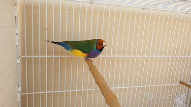 Aperte cessioni esotici