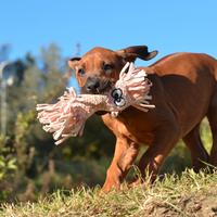 Cucciola di Rhodesian Ridgeback