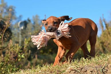 Cucciola di Rhodesian Ridgeback