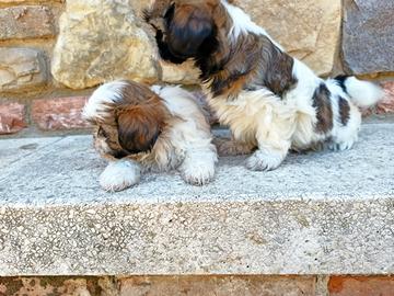 Criss e Johnny shih tzu