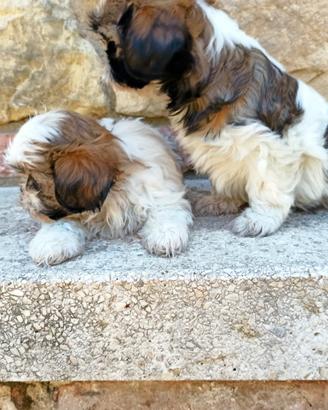 Criss e Johnny shih tzu
