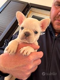 Bulldog francese platinum