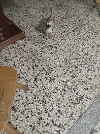 Clarette chihuahua mini Toy