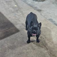 Bringè bulldog
