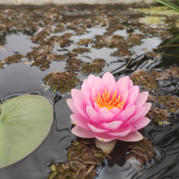 Piante e pesci d'acqua fredda