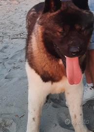Akita Americano 