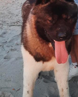 Akita Americano 