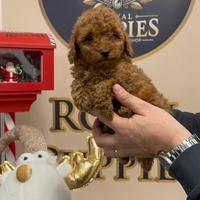 Cuccioli barboncino gia pronti barboncini toy