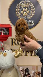 Cuccioli barboncino gia pronti barboncini toy