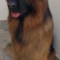 Disponibile per monta