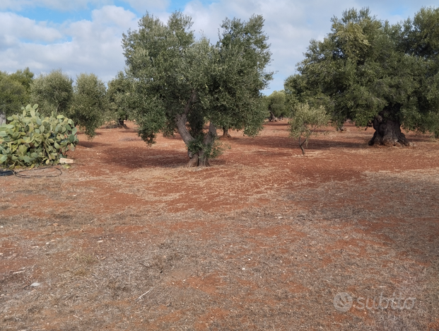 Terreno agricolo