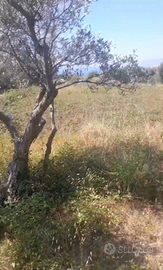 Terreno edificabile pianeggiante