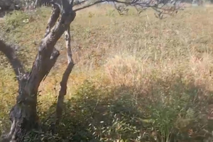 Terreno edificabile pianeggiante