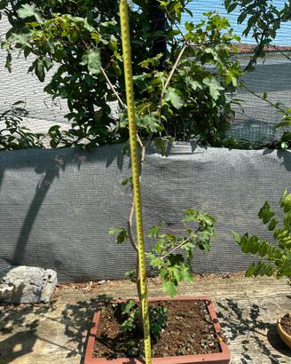 Bonsai acero montano spedizione gratuita