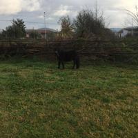 Pony