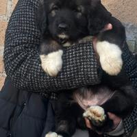 Cuccioli pastore del Caucaso