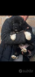 Cuccioli pastore del Caucaso