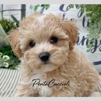 MALTIPOO & MALTIPO CUCCIOLI pag rateale 12 mesi