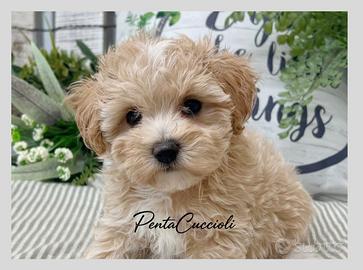 MALTIPOO & MALTIPO CUCCIOLI pag rateale 12 mesi