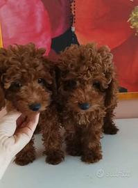 Barboncine RED con pedigree Enci e test genetici