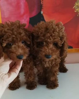 Barboncine RED con pedigree Enci e test genetici
