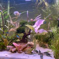 Potature piante e muschi acquario