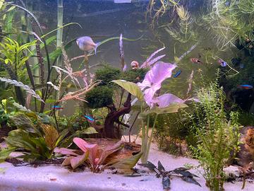 Potature piante e muschi acquario