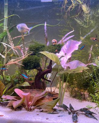 Potature piante e muschi acquario