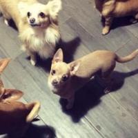 Chihuahua e bulldog francese