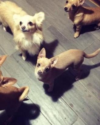 Chihuahua e bulldog francese