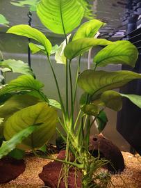 pianta acquario Anubias