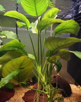 pianta acquario Anubias