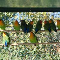 Inseparabili Roseicollis Piumalunga Faccia Arancio