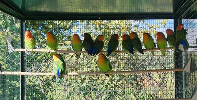 Inseparabili Roseicollis Piumalunga Faccia Arancio