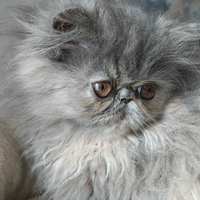 Gatti persiani