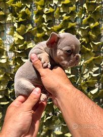 Bulldog francese maschio