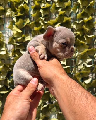 Bulldog francese maschio