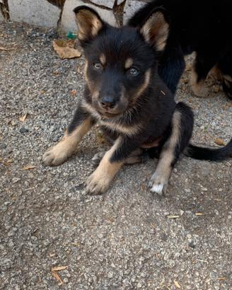Pastore husky